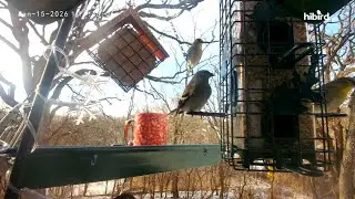 RAW Birdcam Highlights: Review & Porch POV (Relaxing Nature, No Talking)