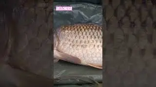 Com&uacute;n vellonera❤️🎣#carpfishing #elvellon #fishing #carp #fishingvideo #pesca #madrid #shortsclip