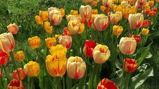 Torch Song&reg; Tulip Blend | Bulbs in Bloom