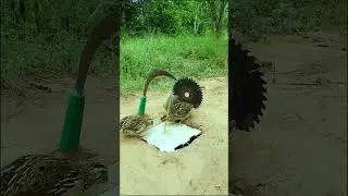 Effective Quail Trapping Techniques - Animal Trap Idea #youtubeshorts