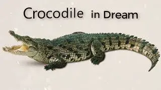 What is the meaning of crocodile in a dream   |  Dreams Meaning and Interpretation