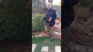 نبات الشمشير Buxus