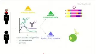 Liu Z (2019): Defining naturally acquired antibody kinetics following P vivax infections ...