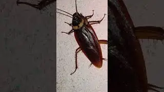 ##roach tej bagta hai##telapoka ##cockroach ##telachatta ##shortvideos ##viralvideos ##shortsviral #