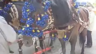 59_Enganchando Media potencia (cinco caballos) para el Corpus