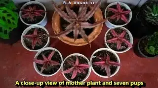 How to Propagate Earth Star Plant | How to Propagate Cryptanthus Bivittatus