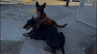 THE MOST TRAINED DOBERMAN PINSCHER AND BELGIAN MALINOIS ￼