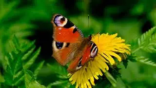 ❤️ Heart touching with beautiful nature , relaxing and slow music with beautiful nature.