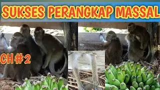 The Trap of one Monkey Family
