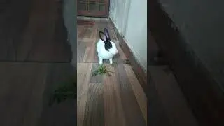 Cute Rabbit eating Food.