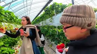 Hái dâu ở Hàn Quốc