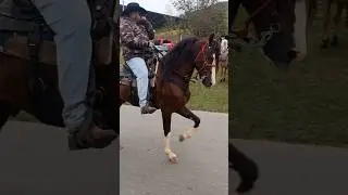 lindo cavalo  cal&ccedil;ado na cavalgada