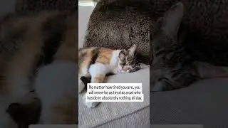 This is the most important cat fact! #catfact #calico #sleepingcat #fact