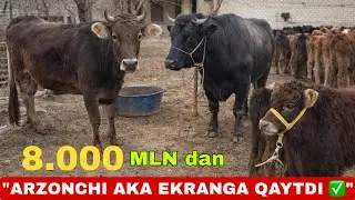 BUNAQASI KAMDAN - KAM !💥 • ISLOMJON AKA YANA ARZONLARINI OLIB KELDI 🤝