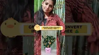 Grapes stem convert into mango tree 🌴🌴#shortsvideo #shorts #youtubeshorts