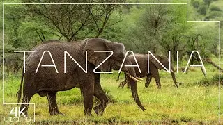Tanzania Nature and Wildlife | A natural paradise in 4K