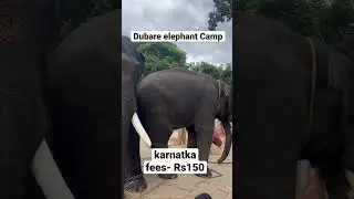 Dubare Elephant camp #coorg #karnataka #elephant #animals #wildlife #travel #adventure #thrill