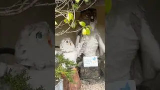 Тропический дом бабочек Аниматроника (Энстон)