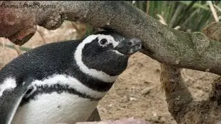 Magellanic Penguin | warm climate bird