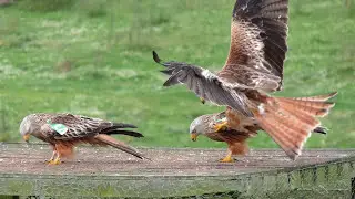 Galloway Red Kite Trail in Scotland