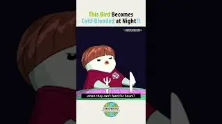 This Bird Becomes Cold-Blooded at Night ?! #shorts #animals