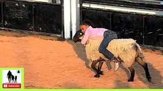 Mutton Bustin' 🦙 69th Okmulgee Roy LeBlanc Invitational Rodeo 2024 | Friday (Censored)