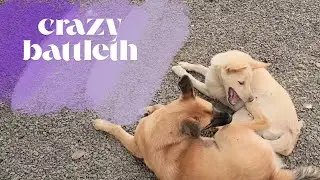 crazy battle, dogs playing each other adorable.