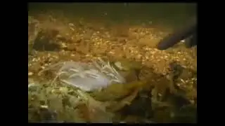 Nudibranch Attacks Anemone