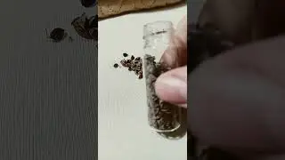 Heljda, ječam, proso, p&scaron;enica, ovas i spelta