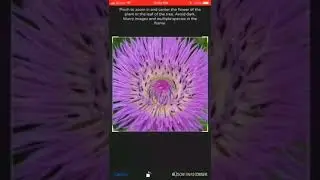 How to identify Centaurea americana or American basket flower with PlantSnap