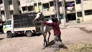 Bekabu ghodo…padeto haa ho…🥹🐎😭  kana ne pade to ha 😅😭😭