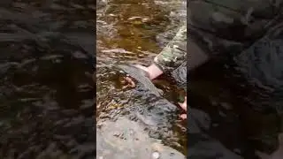 Brown Trout on the River Ure 2020