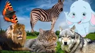 Animal life: dog, cat, lion, elephant, butterfly, zebra, wolf - animal sounds