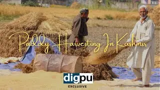 Digpu Kashmir Exclusive: Paddy harvesting in Kashmir