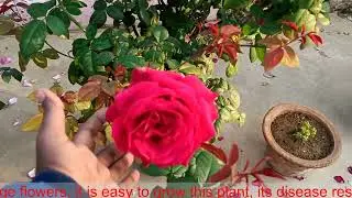Met got Rose variety