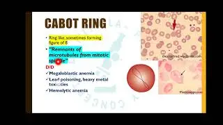 RBC MORPHOLOGY COMPILATION - Part 3