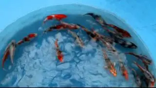 Koi-Miyaishi-MSH-01