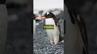 Penguin's Incredible 5000-Mile Journey to Visit a Man