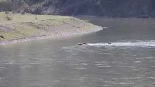 Grizzly #399 Snake River crossing Grand Teton National Park