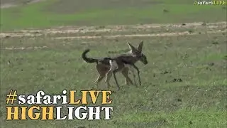 Angry gazelle mother chases off hungry jackal!