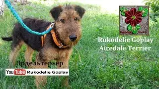 Airedale Terrier Эрдельтерьер Щенок 4 месяца Собака dog puppy 4 months