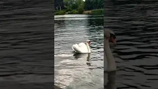 Beautiful  Cygnus olor ,Mute swan White Birds #cygnus #muteswans