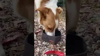 Portable Canvas Dog Water Bowls & Dog Food Bowls #dogbowl #dogtravel #adventuredogs