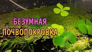 МАРСИЛИЯ АНГУСТИФОЛИЯ ( Marsilea angustifolia )