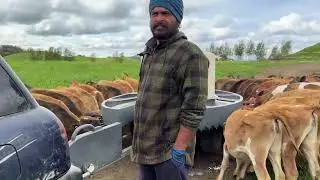 New Zealand Dairy Farming.
