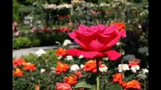 Switzerland Bern Rosengarten Park / Beautiful Life