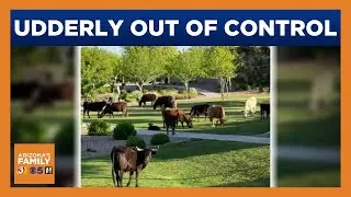 Moooving Mayhem: Roaming cows out of control in Gilbert
