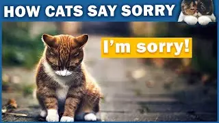 How Cats Apologize To Their Humans?