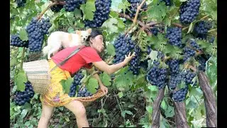survival in the rainforest; meet fruit grape​ Black awesome natural for food   eating delicious