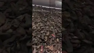 AICI AU MURIT MILIOANE DE OAMENI